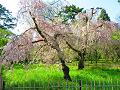 満開の遅咲きの糸桜3