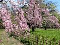 満開の遅咲きの糸桜4