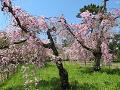 満開の遅咲きの糸桜5