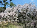 近衛池のほとりの糸桜6