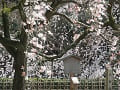 糸桜の枝先