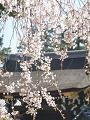 京都御所の門と糸桜