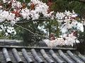 屋根瓦と山桜