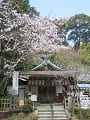 恵比須殿と桜