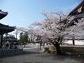 阿弥陀堂脇の桜