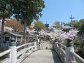 極楽橋と桜