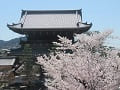 見下ろす山門と満開の桜