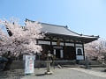 阿弥陀堂と青空と満開の桜