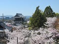 見下ろす満開の桜と山門