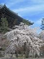 満開の枝垂れ桜と山門