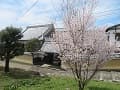 満開の彼岸桜