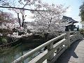 極楽橋と桜2