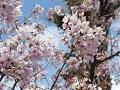 早咲きの桜のアップ