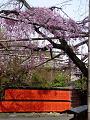 咲き始めの紅枝垂桜