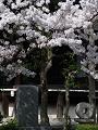 溝口健二の碑と桜