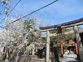 鳥居と大島桜