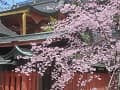 本殿と紅枝垂桜