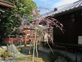 咲き始めの八重紅枝垂桜
