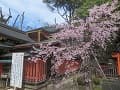 本殿と紅枝垂桜
