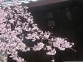 紅枝垂桜の枝先