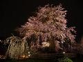 ライトアップされた祇園枝垂桜