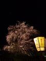 祇園枝垂桜と献灯