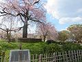 満開の祇園枝垂桜2
