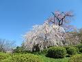 見ごろ間近の祇園枝垂桜