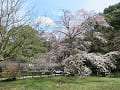 5分咲きの枝垂桜