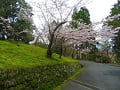 苔と枝垂桜5