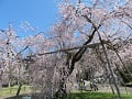満開の枝垂桜