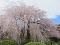 満開の枝垂桜