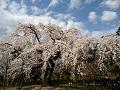 横並びの枝垂桜