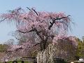 祇園枝垂桜と青空