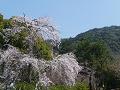 枝垂桜と東山