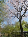見上げる枝垂桜