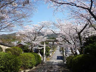 宗忠神社の桜の写真