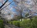 参道の満開の桜