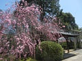 手水舎付近の八重紅枝垂桜