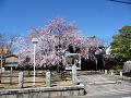 大門前の枝垂桜