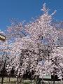 見上げる枝垂桜
