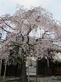 大門前の枝垂桜2
