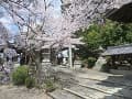 満開の桜