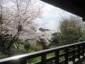 絵馬堂から見る桜