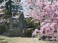 石碑と桜