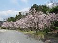 桜園の枝垂桜