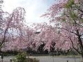 大書院前の満開の枝垂桜