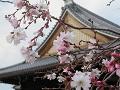 本堂の屋根と御会式桜