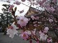 御会式桜のアップ3