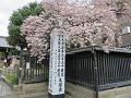 門前の八重桜